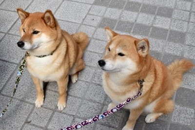 柴犬2匹、おすわり