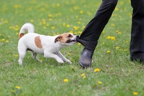 犬が『ハイテンションすぎる』ときに起こり得るリスクとは？落ち着かせるコツまで