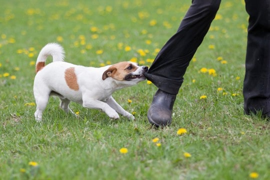 犬が『ハイテンションすぎる』ときに起こり得るリスクとは?落ち着かせるコツまで