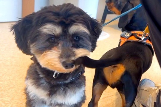 『なんでやねん!』動物病院に来た犬→他の犬のしっぽが…まさかの『理不尽な光景』がシュール過ぎると32万再生「耐えてて草」「愛おしいw」