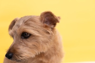 目を逸らす犬