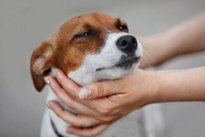 顔周りを撫でる犬