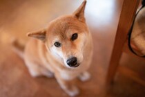 犬が『ごめんね』と言っているサイン５選　叱られた後に反省しているかどうかを判断する方法まで