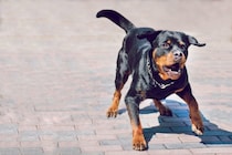 犬が『しっぽを振りながら怒っている』理由3つ　どんな気持ちなの？注意すべきサインまで