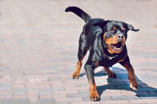 犬が『しっぽを振りながら怒っている』理由3つ　どんな気持ちなの？注意すべきサインまで