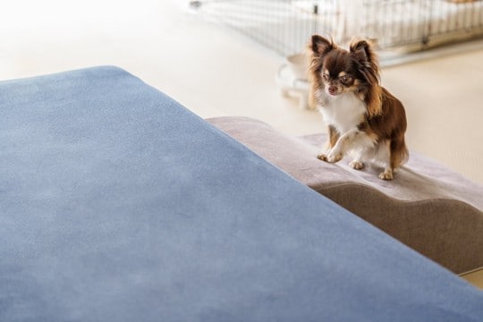 犬が『高所に登ろうとする』心理5選 やめてほしい場合にすべき適切な対処法まで