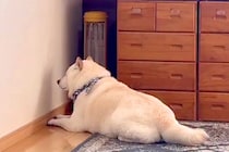 暖かくなってきたので、ストーブを片付けた結果→犬が絶望して…絶対に無視できない『つけてのお願い』が23万再生「分かりやすｗ」「仕草最高」