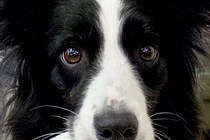 赤ちゃんのズボンを脱がしていたら『世界一賢いと言われる犬』が…気が利き過ぎている『まさかの光景』に12万いいね「すごい」「なんて賢い子」