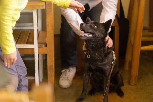 飼い主以外の人と触れ合う甲斐犬