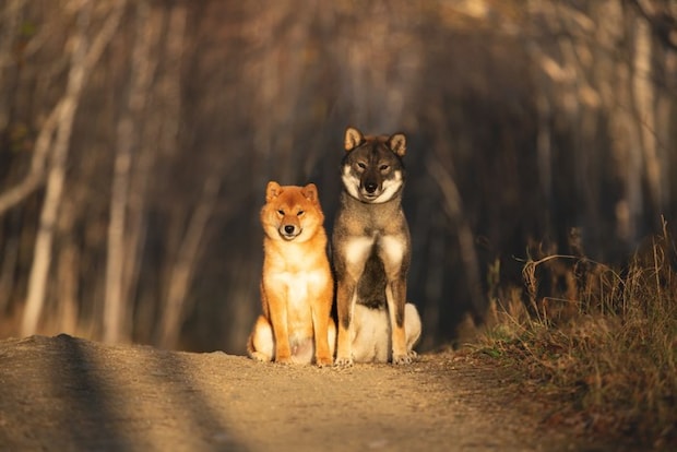 正面を見つめながら並んで座る柴犬と四国犬