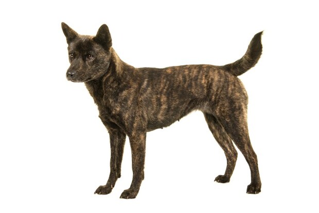 横向きに立っている甲斐犬