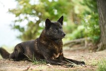 甲斐犬｜犬種の特徴と性格、飼い方や価格相場まで解説