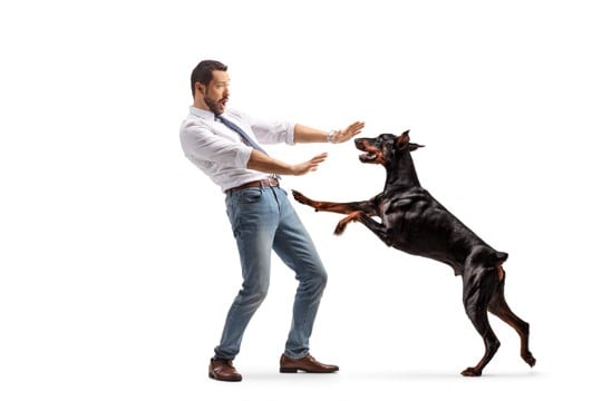 犬が『人に飛びかかる』リスク4つ　他者とのトラブルを引き起こすことも…