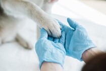 見た目に異常がないのに…「触ると嫌がる」犬の不思議な症状について獣医が解説
