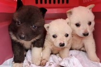 山で拾われた『泥だらけの子犬』→保護してから４年後…噓のような『奇跡の物語』に感動「なんて素晴らしい」「立派でかっこいいぞ！」と称賛の声