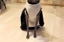 ご飯を早く食べ過ぎてしまった犬→他のワンコの食事中に…『自分は食べてない』まさかの態度と表情に反響「切なくてかわいい」「あるあるｗ」