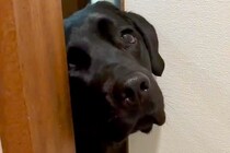 トイレに入ったら、大型犬が『どうしても一緒にいたい』と駄々をこねて…まさかの『強引すぎる抗議』が11万再生「表情豊かｗ」「甘えん坊」