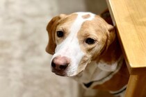 犬に絶対やってはいけない『飼い主の行動』6選　愛犬を不幸にするタブー行為とは？