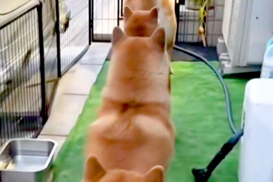 用事を終えて家に帰った女性→庭を見てみたら、犬たちが…思わず二度見する『お出迎えの仕方』が10万再生「幸せな後ろ姿」「笑えるほど可愛い」