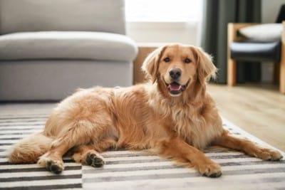 笑顔でくつろぐ大型犬