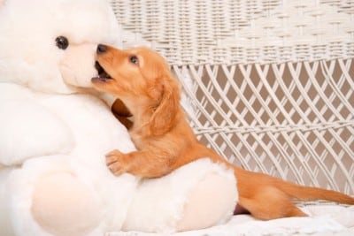 ぬいぐるみに噛み付く子犬