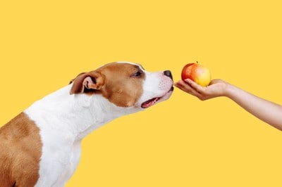りんごに顔を近づける犬