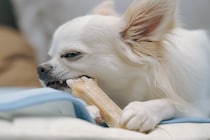 犬が『喉に詰まらせやすい』危険なモノ５選　誤食させないための対策まで