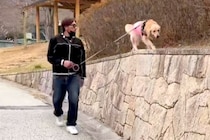 散歩中、高い場所に登った大型犬→『降りれない』と困り果てて…赤ちゃんすぎる『救出の一部始終』が31万再生「子供と一緒ｗ」「甘えん坊さん」