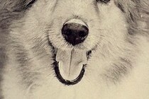 写真の整理をしていたら『20年以上前に撮った愛犬』を発見→よく見てみると…『まさかの気付き』に9万いいね「ダメだ泣ける」「大好きって顔」