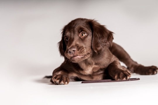 犬が『喉を鳴らす』3つの心理 グルグルと音を出すのはなぜ?注意すべき状態まで