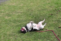 犬が『体をくねくねさせる』理由3つ　シチュエーション別で分かる心理とは？