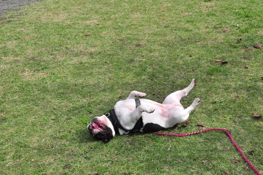 犬が『体をくねくねさせる』理由3つ シチュエーション別で分かる心理とは?