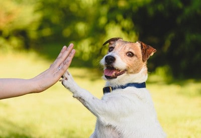 嬉しそうな表情で人とハイタッチする犬