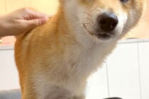 『雨だけど、散歩行く？』と犬に聞いてみた結果→わかりやすく嫌がっている『表情』に5万いいね集まる「顔に出るタイプｗｗ」「言葉理解してる」