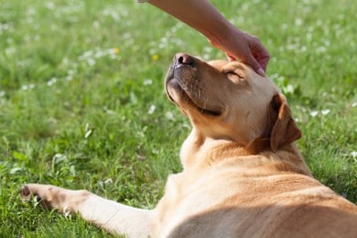 目を細める犬