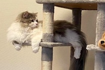 猫のために『キャットタワー』を設置したら、犬が…まさかの猫化？影響を受け過ぎた光景に反響「乗っ取られたｗｗ」「リラックスしてるの草」