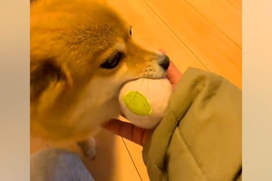 パパとママが帰ってきて大喜びする犬→『同時に呼んでみた』結果…なんだか切ない『態度の違い』が19万再生「滞在時間一瞬で草」「あるあるｗ」