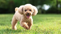 犬が『大喜び』しているときにみせるサイン５選　愛犬との生活で幸せを感じてもらう方法とは？