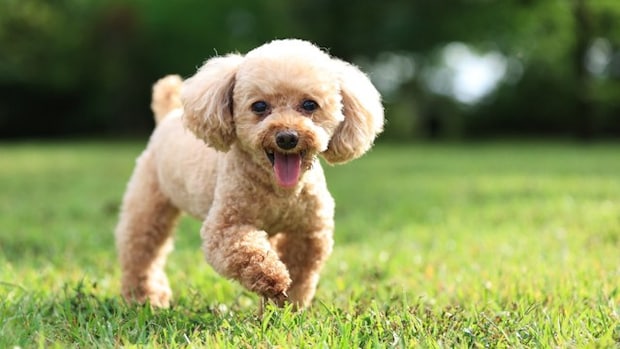 犬が『大喜び』しているときにみせるサイン5選 愛犬との生活で幸せを感じてもらう方法とは?