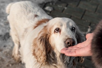 手を嗅ぐ垂れ耳の犬