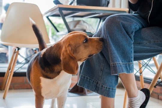 犬が帰宅した飼い主のニオイを確認する『3つの心理』主な理由や適切な対応まで解説