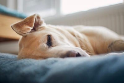 寝る犬の顔のアップ