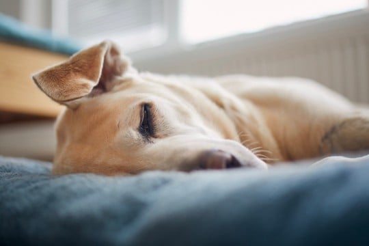 犬が飼い主の前で『寝たフリ』をする理由4つ 考えられる愛犬の本音や注意点まで