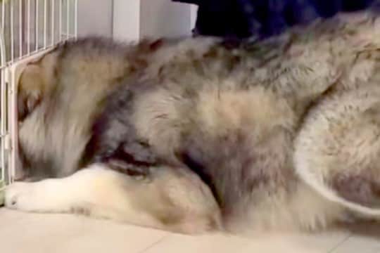 猫のケージを羨ましくなった大型犬→頭を突っ込んで…自分のサイズが分かっていない『衝撃の光景』が48万再生「満足してて草」「ごきげんww」