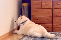 暖かくなってきたので、ストーブを片付けた結果→犬が絶望して…絶対に無視できない『つけてのお願い』が23万再生「分かりやすｗ」「仕草最高」