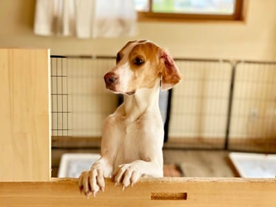 サークルの中で見つめる犬