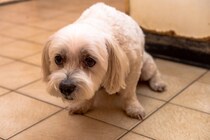 犬に嫌われる飼い主の『絶対NG行為』６選　愛犬に避けられてしまう原因や好かれるコツまで