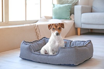 グレーのベッドに乗っている犬