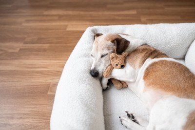 ぬいぐるみを抱いて寝ている犬