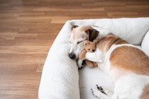 犬が快適だと感じるベッドの特徴5つ　愛犬がリラックスできる寝床の共通点とは？